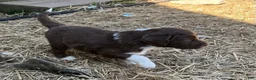 Aussiedoodle dogs for sale: Spur - Ad 6