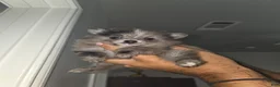 Pomeranian dogs for sale: Diamond  - Ad 8