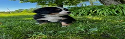 Bernese Mountain Dog dogs for sale: Roxy - Ad 3