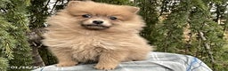Pomeranian dogs for sale: Macey - Ad 2