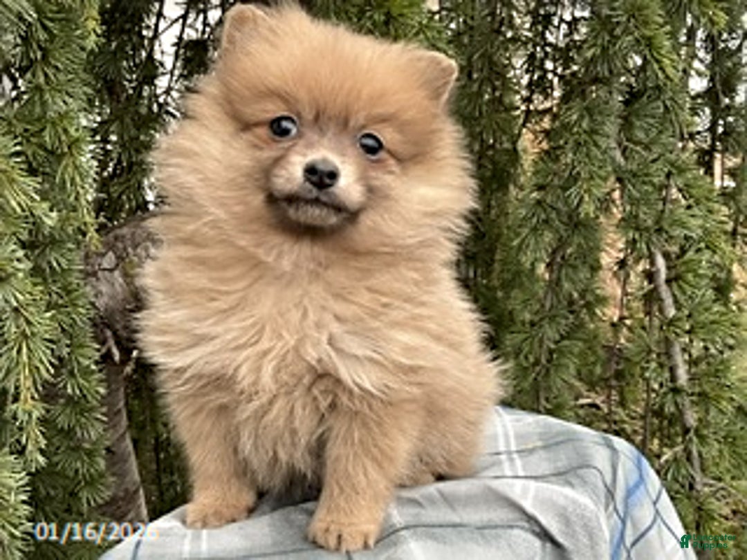 Pomeranian dogs for sale: Macey - Ad 2