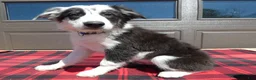 Mixed Breed dogs for sale: Australian Shepherd Puppy 6 Sparky - Ad 3