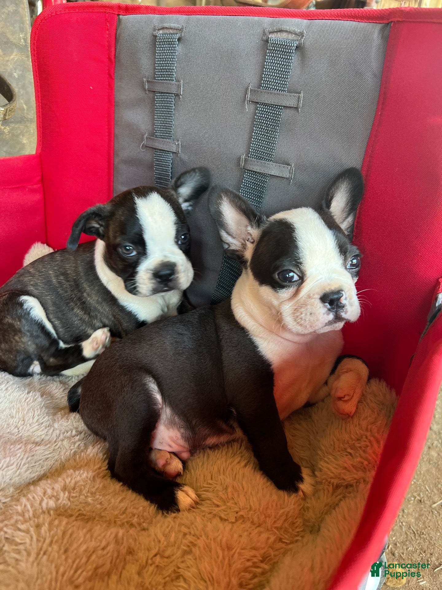 Mixed Breed dogs Mixed Breed 4 - Ad 1
