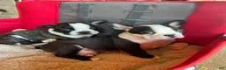 Mixed Breed dogs for sale: Mixed Breed 4 - Ad 1