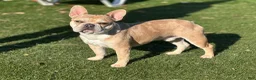 French Bulldog dogs for stud: King Midas (King) - Stud - Ad 4