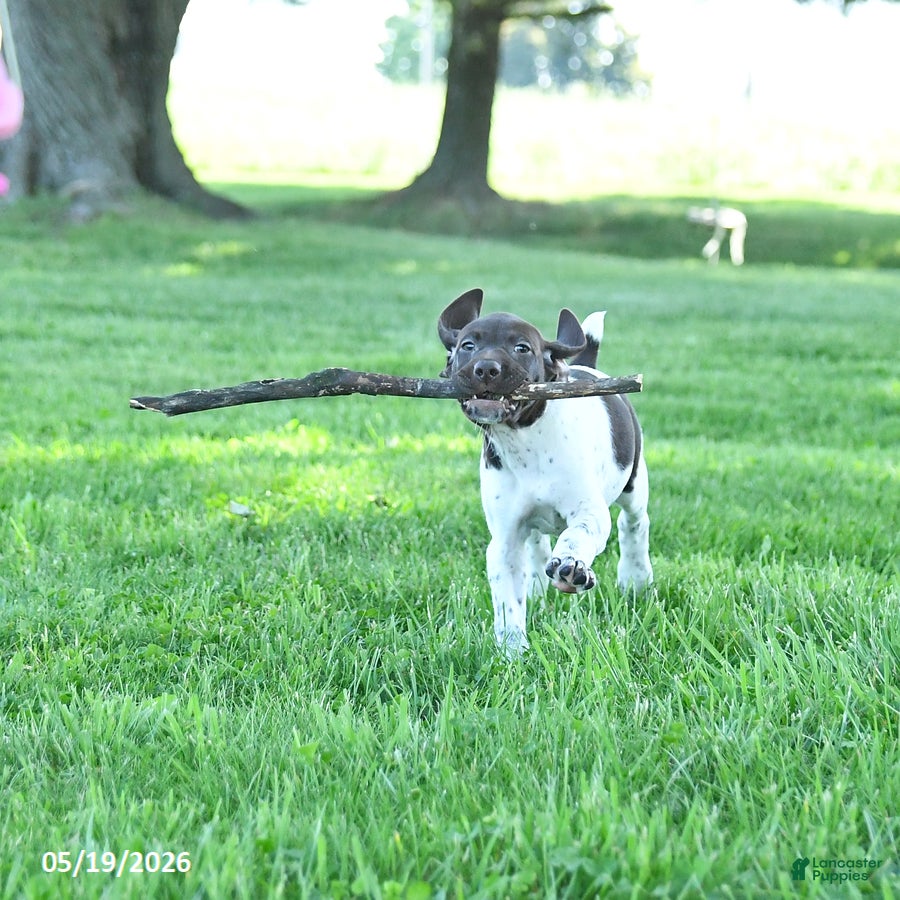 German Shorthaired Pointer dogs Ginger - Ad 1