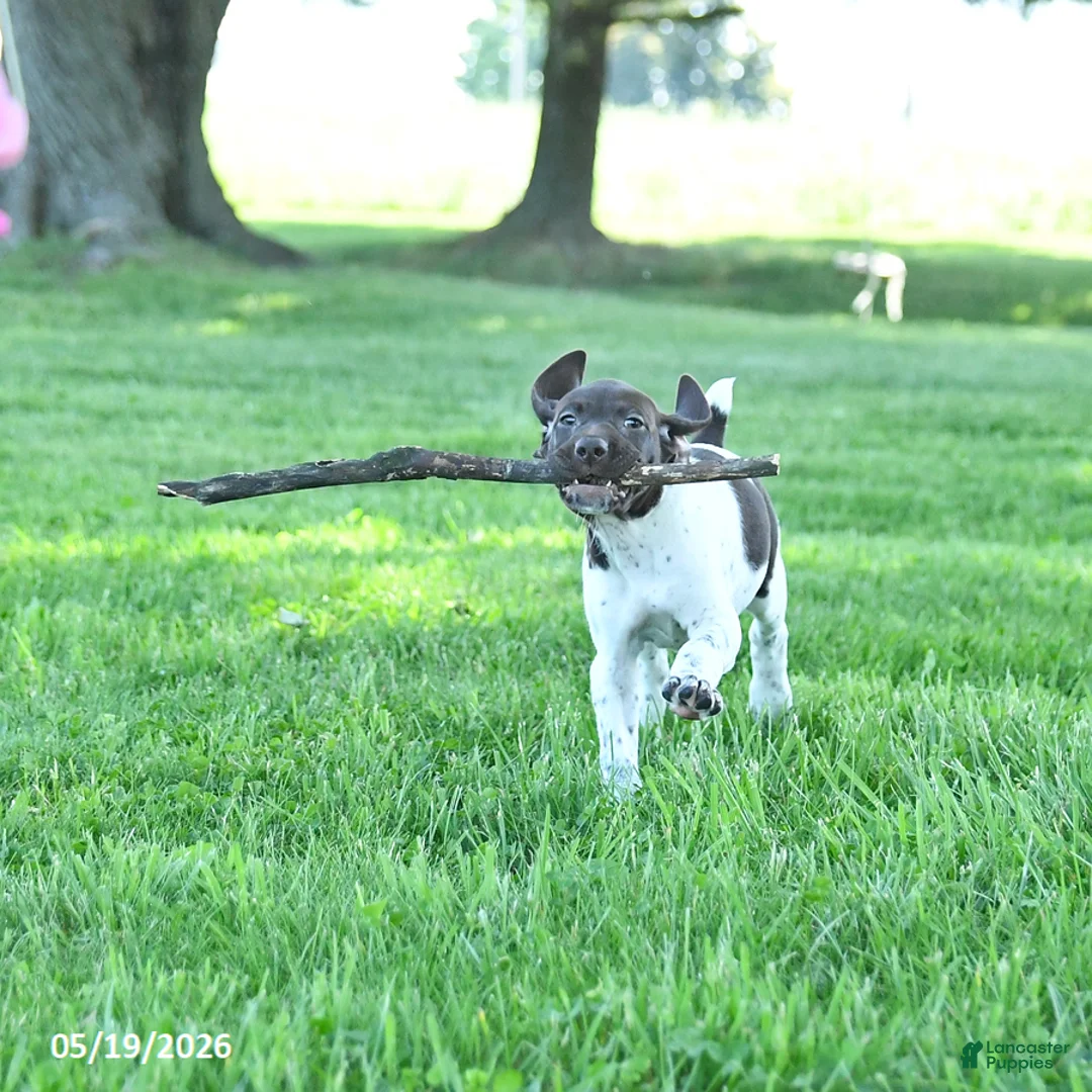German Shorthaired Pointer dogs for sale: Ginger - Ad 1