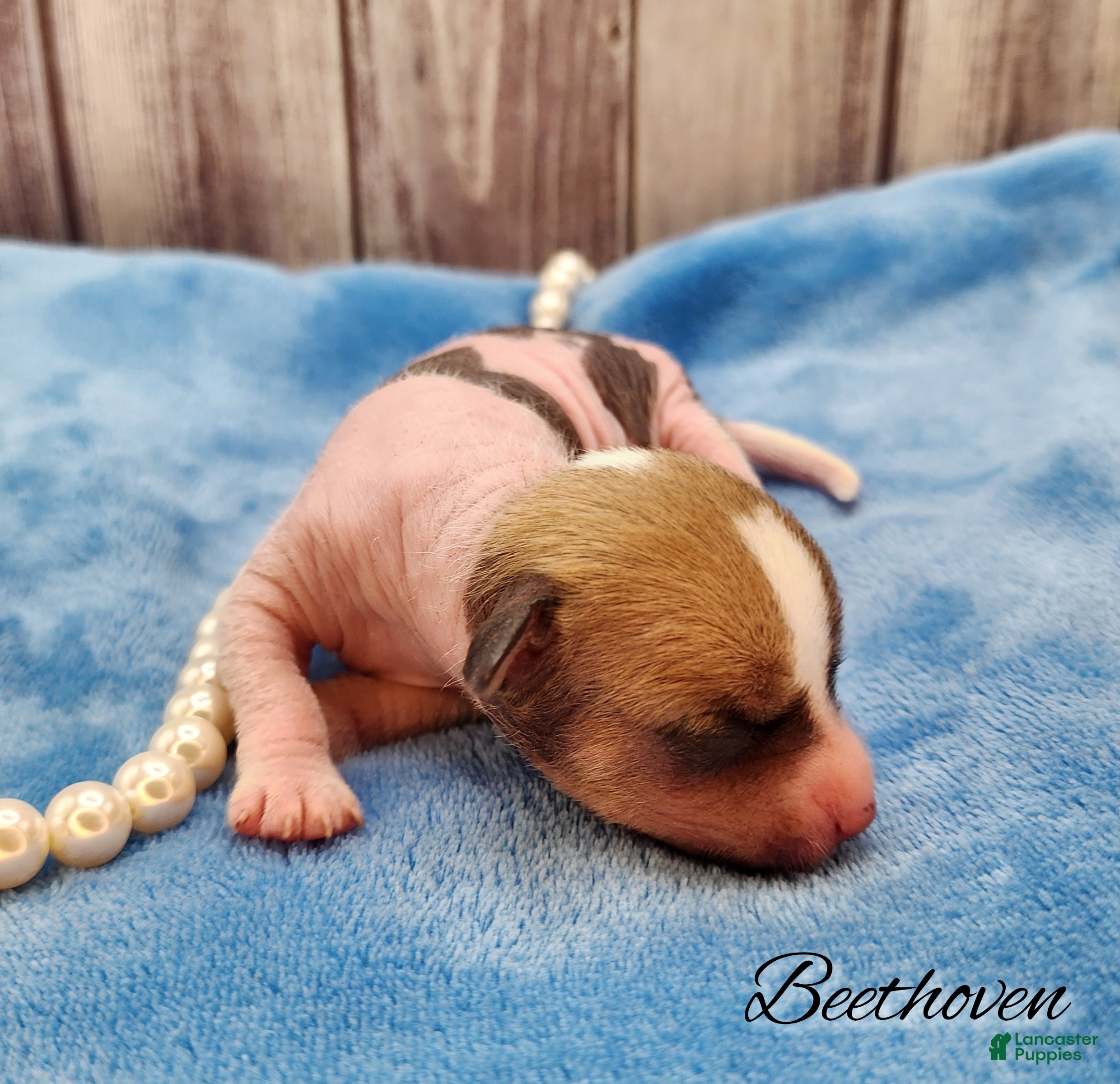 Mixed Breed dogs Beethoven - Ad 12