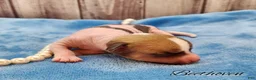 Mixed Breed dogs for sale: Beethoven - Ad 16