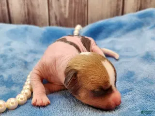 Mixed Breed dogs Beethoven - Ad 7