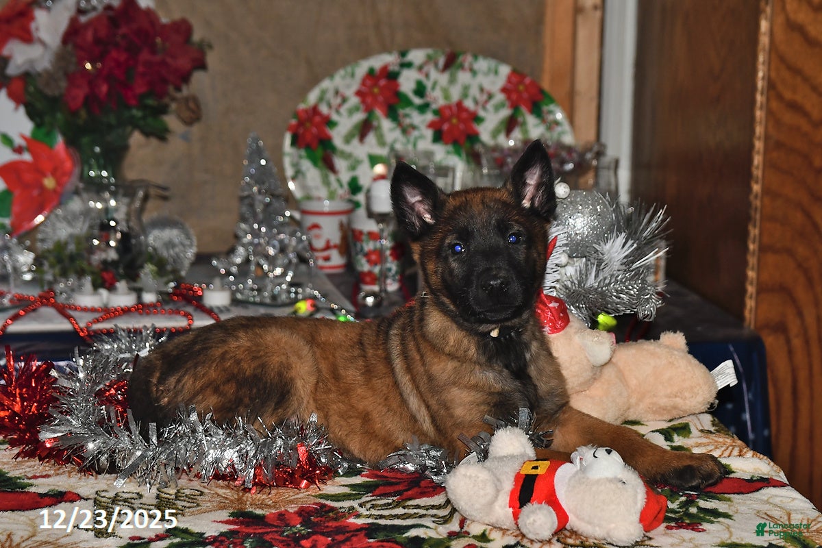 Belgian Malinois dogs Finn - Ad 8