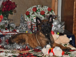 Belgian Malinois dogs Finn - Ad 8