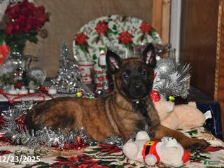 Belgian Malinois dogs Finn - Ad 7