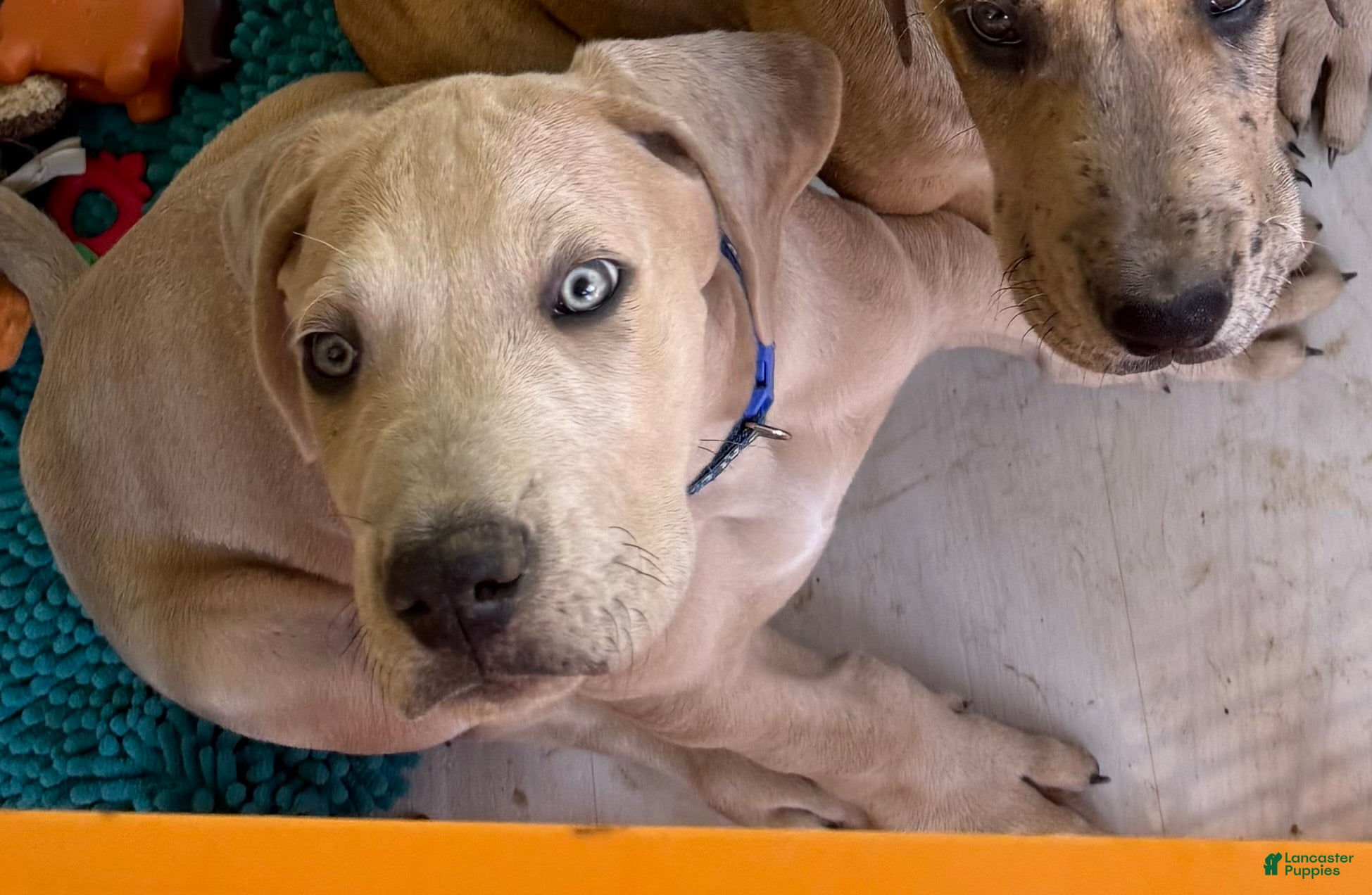 Great Dane dogs Blue - Ad 29