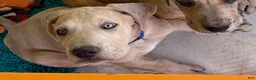 Great Dane dogs for sale: Blue - Ad 2
