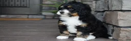 Mini Bernedoodle dogs for sale: Autumn - Ad 11