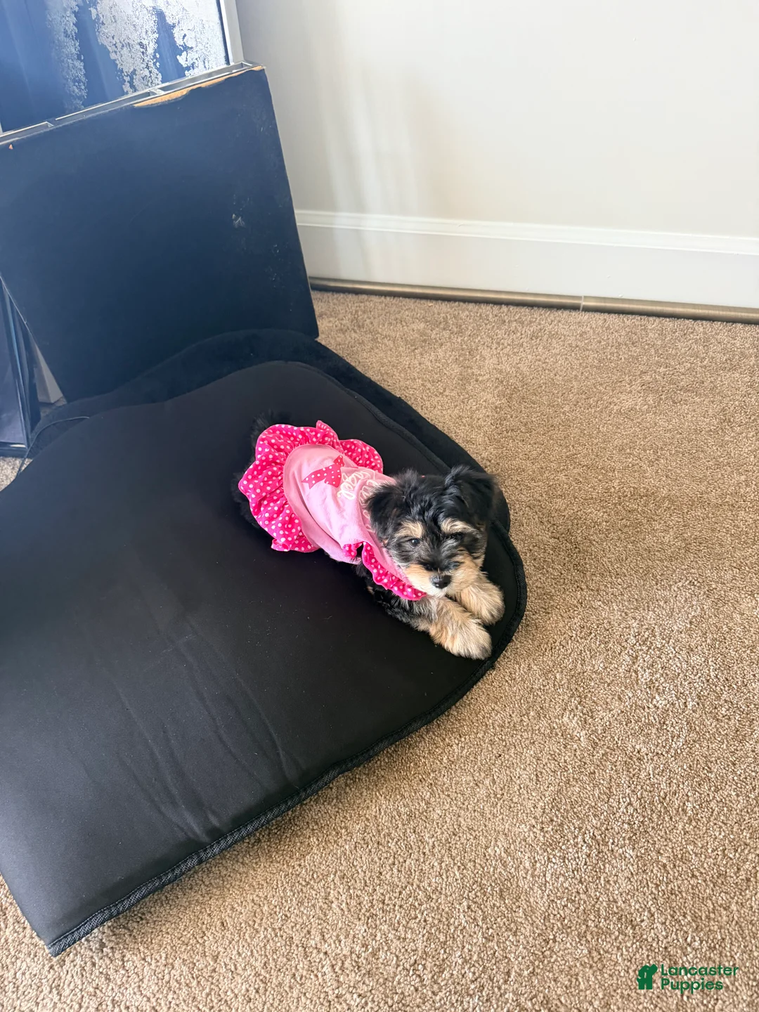 Yorkshire Terrier dogs for sale: Yorkshire Terrier Puppy 1 - Ad 2