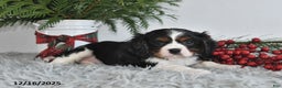 Cavalier King Charles Spaniel dogs for sale: Nicholas - Ad 3