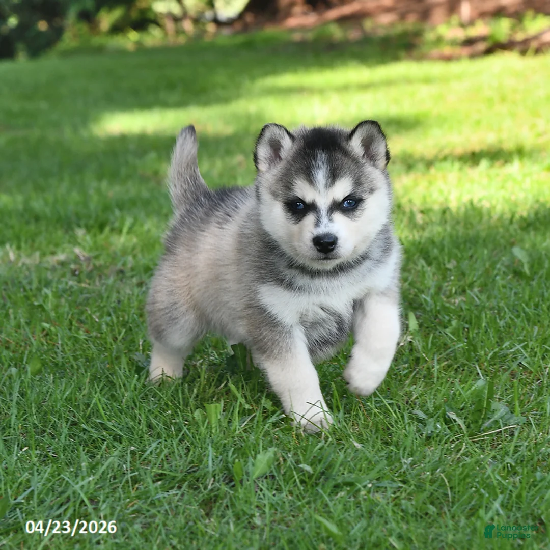 Pomsky dogs for sale: Orbit - Ad 2