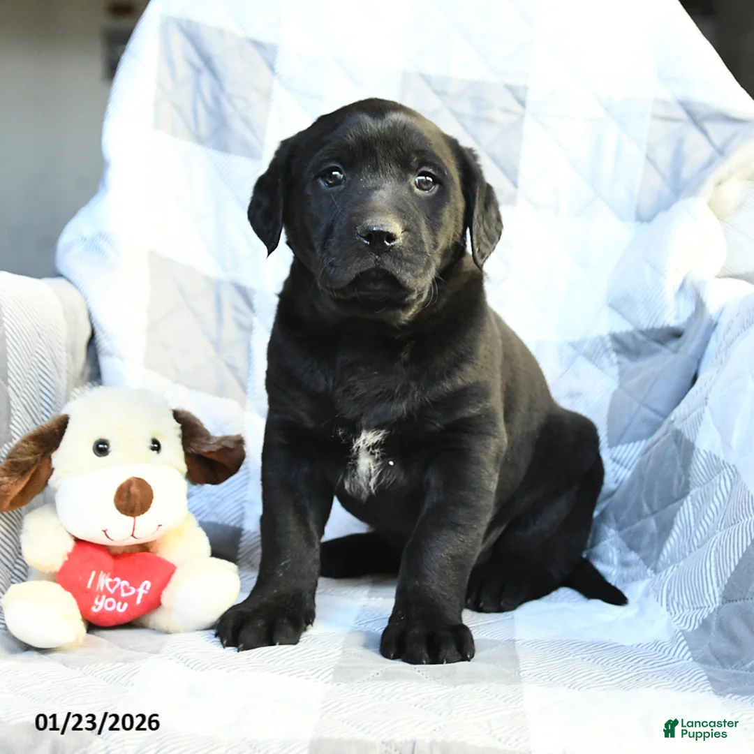 Labrador Retriever dogs for sale: Parker - Ad 2