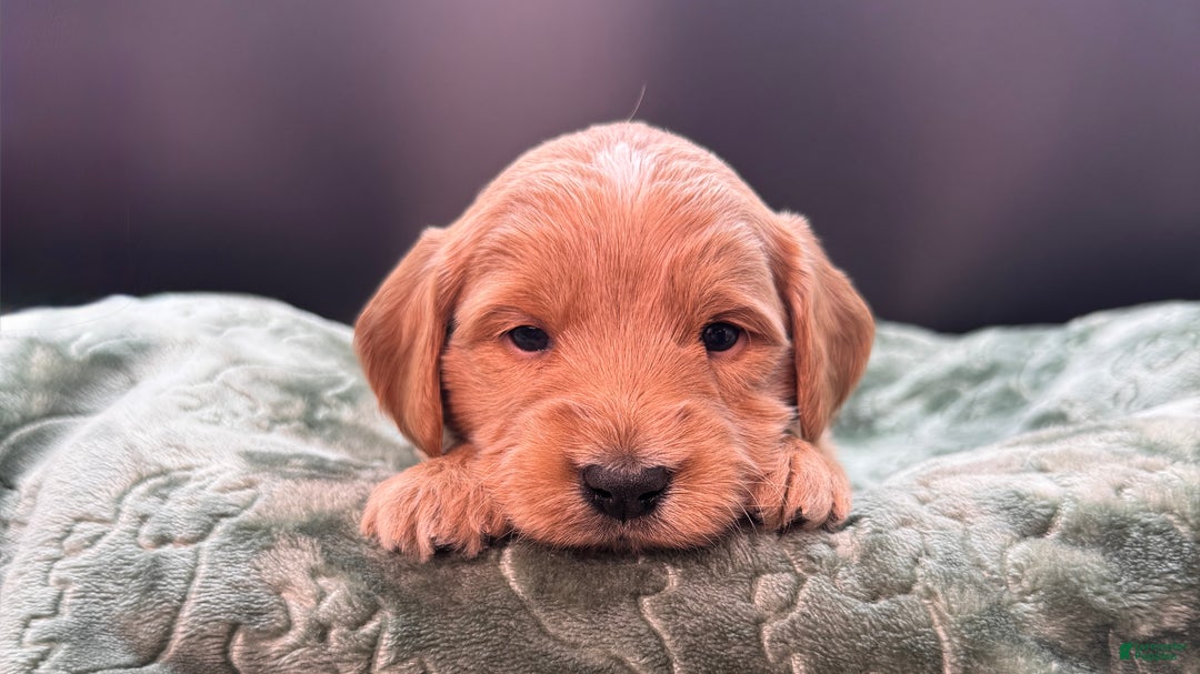 Mini Goldendoodle dogs for sale: Zero Mini Goldendoodle - Ad 4