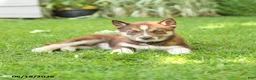 Siberian Husky dogs for sale: Hannah - Ad 4