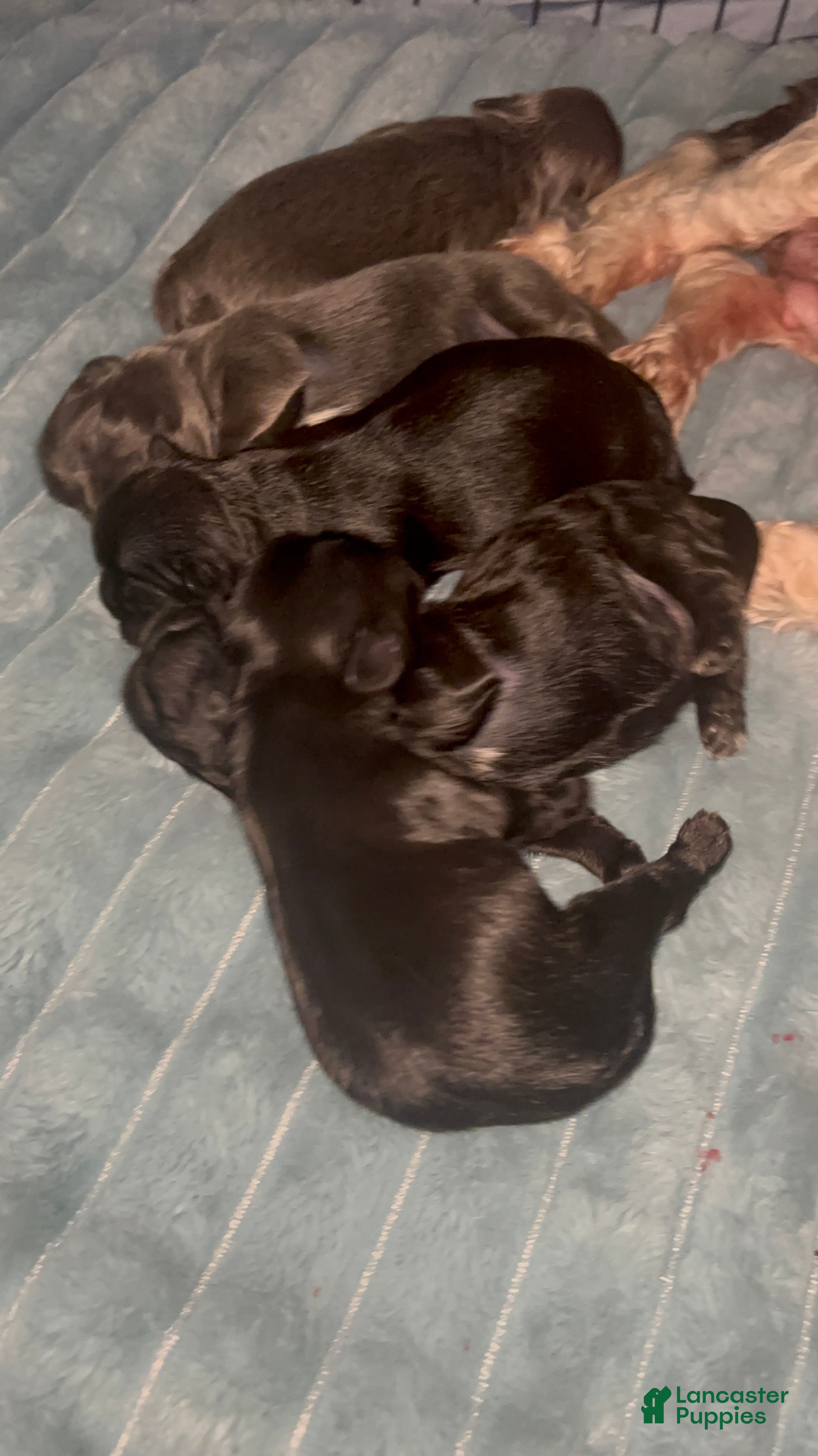 Shih Tzu dogs Shih Tzu Puppy 2 - Ad 1