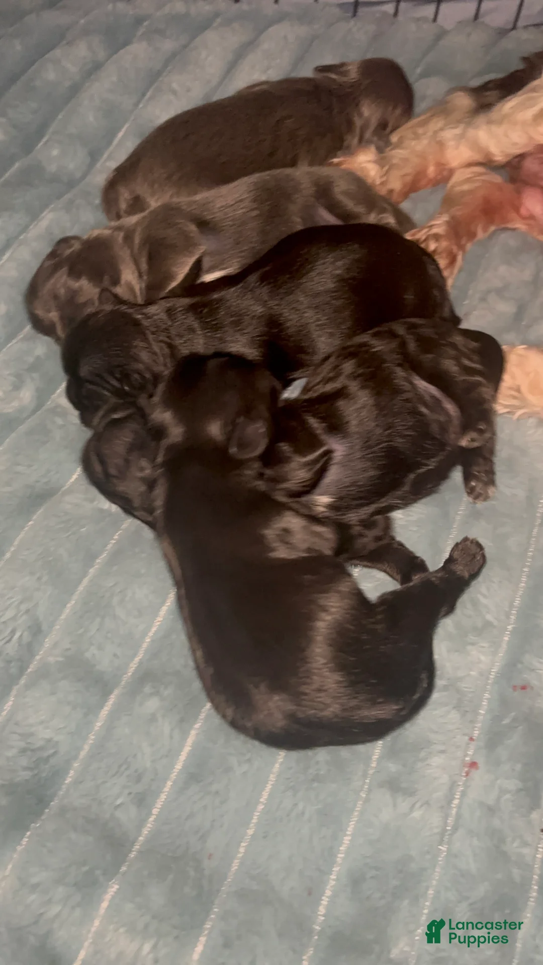 Shih Tzu dogs for sale: Shih Tzu Puppy 2 - Ad 1