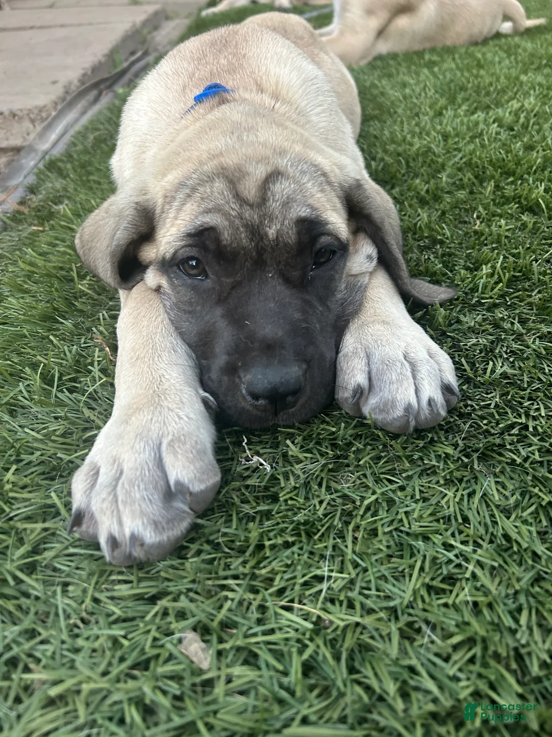 Mixed Breed dogs for sale: Blu - Ad 2
