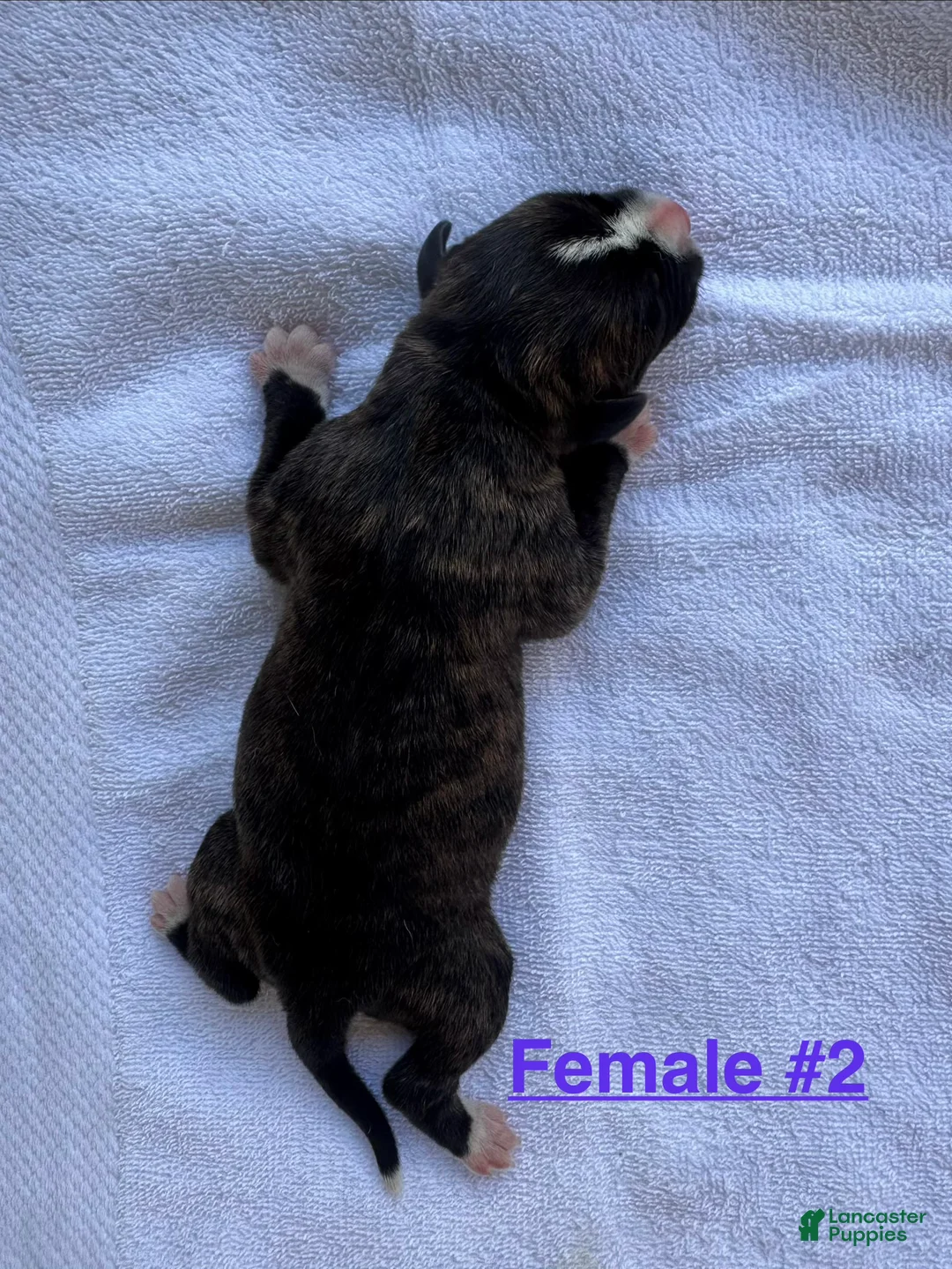 American Bulldog dogs for sale: American Bulldog Female #2 - Ad 2