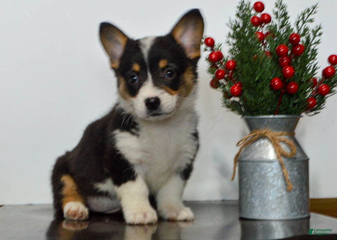 Welsh Corgi Pembroke dogs for sale: Hayley - Ad 3