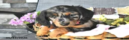 Miniature Dachshund dogs for sale: Kylee - Ad 2