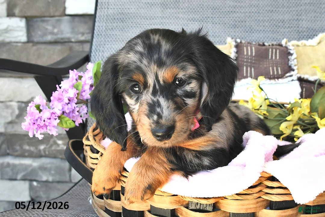Miniature Dachshund dogs for sale: Kylee - Ad 2