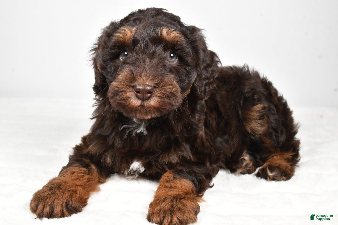 Mixed Breed dogs for sale: Mari - Ad 5