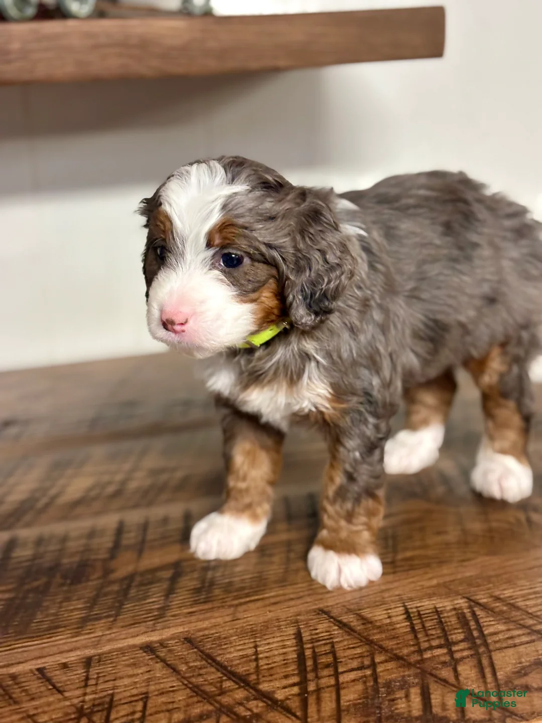 Mini Bernedoodle dogs for sale: Willow Mini Bernedoodle Puppy 4 - Ad 4