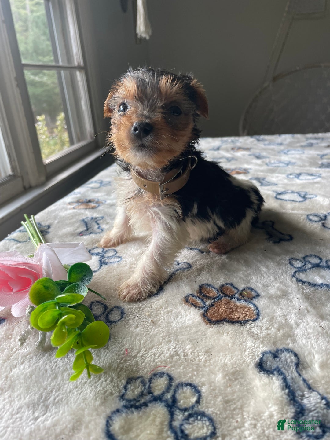 Morkie dogs for sale: Ally - Ad 4
