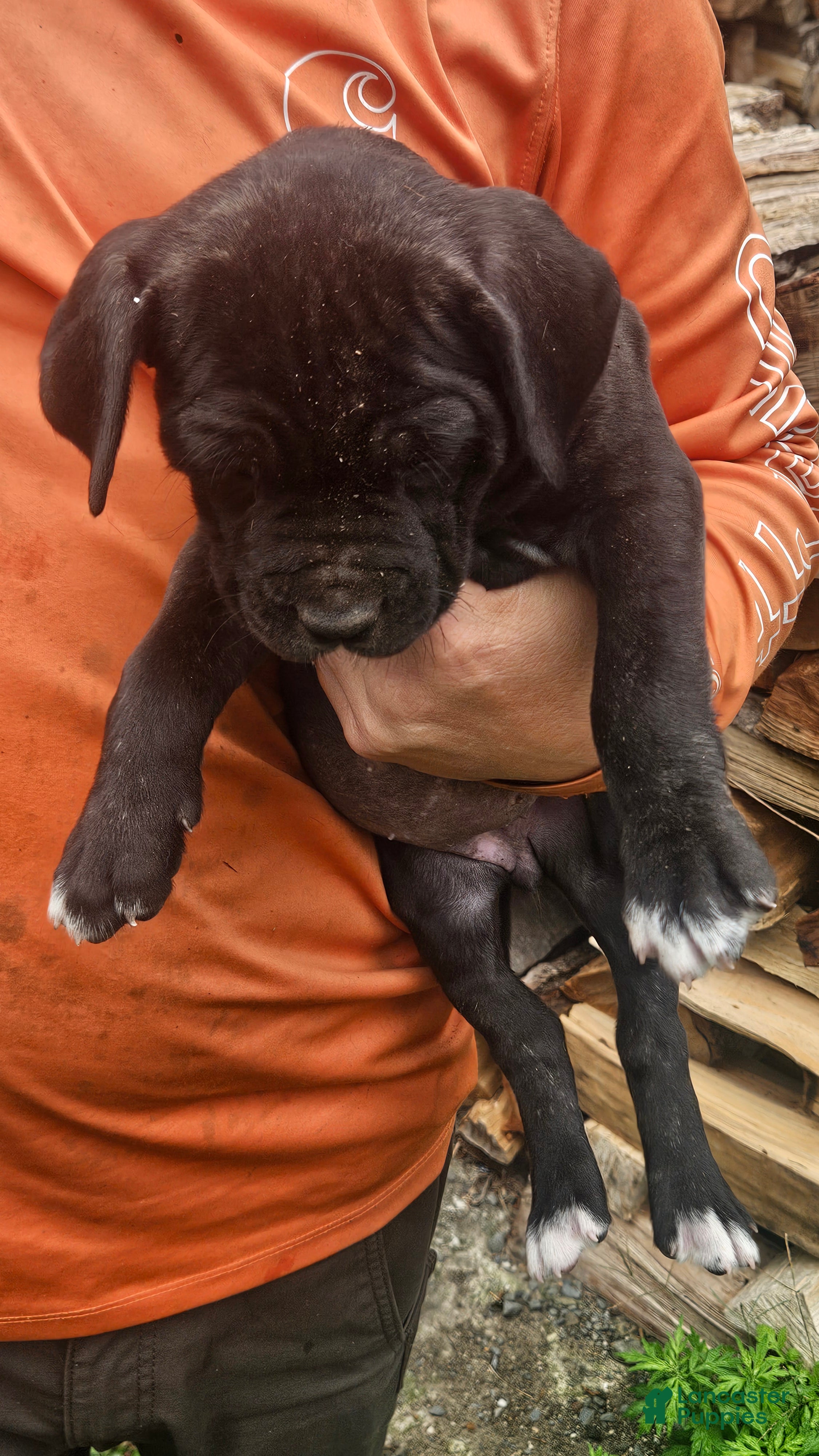 Cane Corso dogs Cane Corso 5 - Ad 4