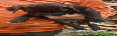 Cane Corso 5