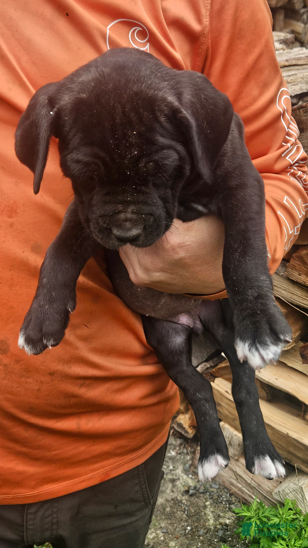 Cane Corso dogs for sale: Cane Corso 5 - Ad 1