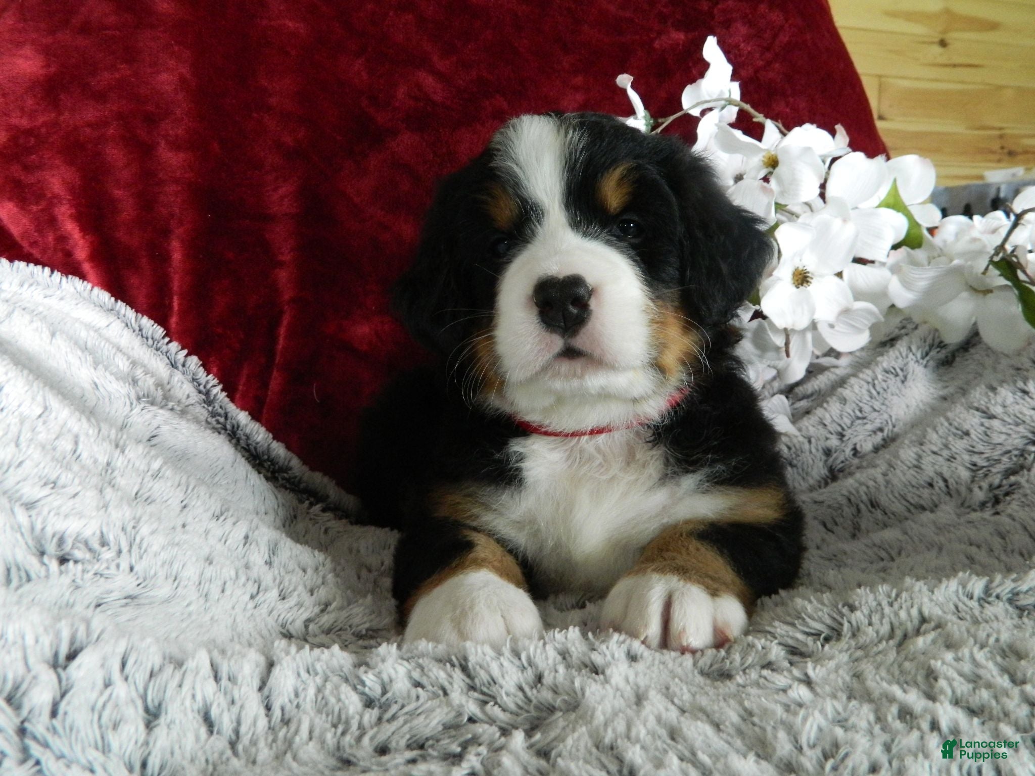 Bernese Mountain Dog dogs Bonnie - Ad 29