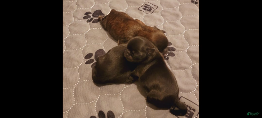 Shih Tzu dogs for sale: CHARLIE, Shih Tzu, Male, 10 weeks, AKC Champion Blood Line - Ad 17