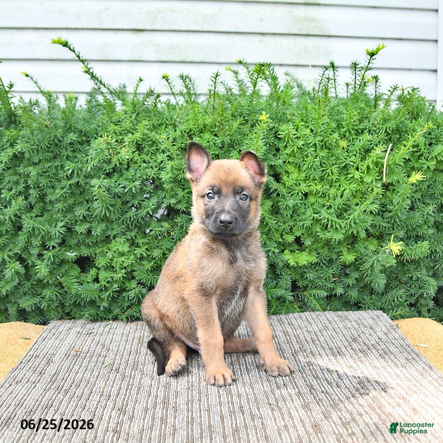 Mixed Breed dogs Atlas - Ad 1