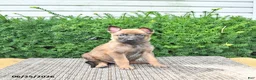 Mixed Breed dogs for sale: Atlas - Ad 1