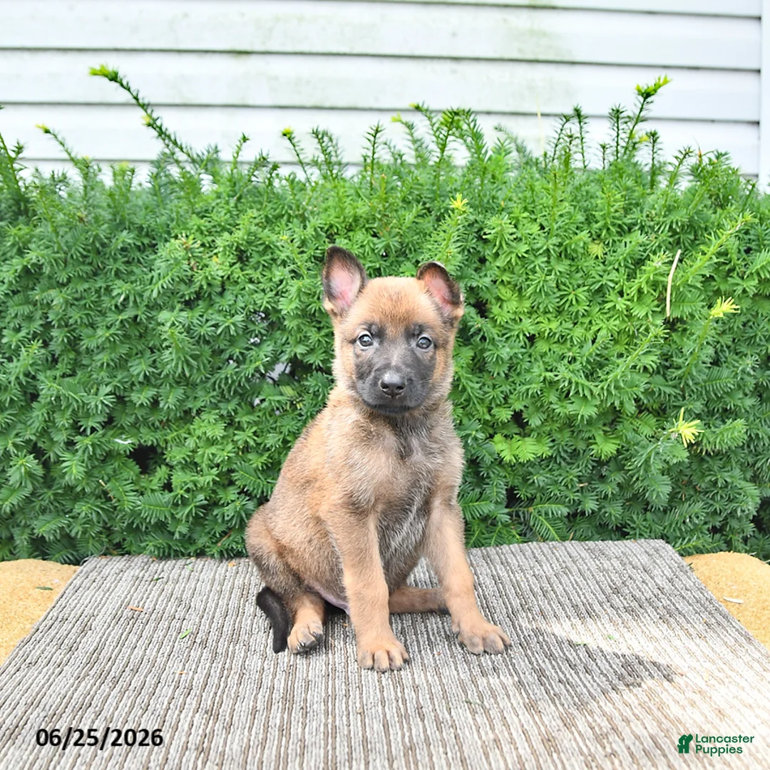 Mixed Breed dogs for sale: Atlas - Ad 1