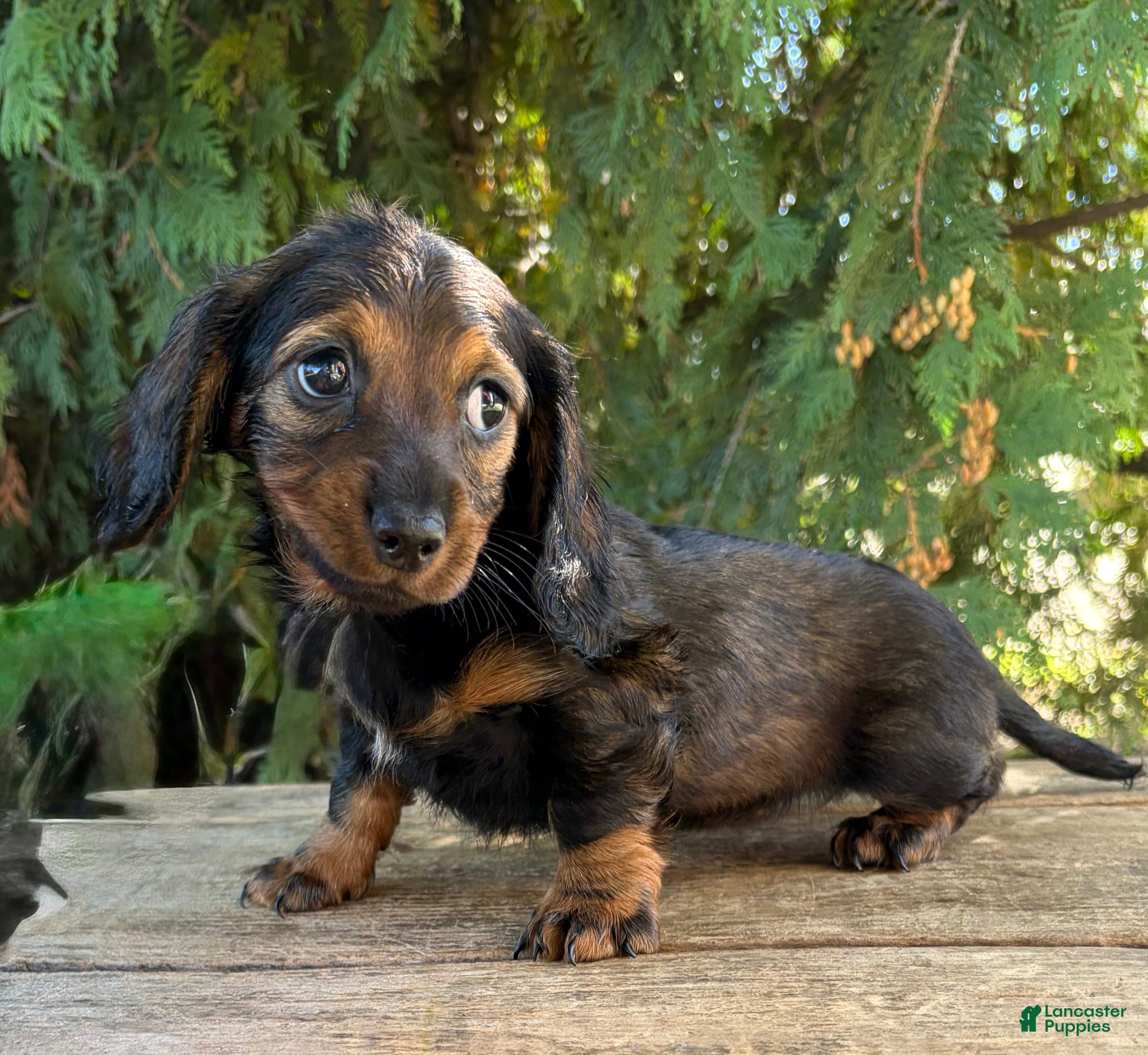 Demi (Dachshund, Female) in Middlebury, IN
