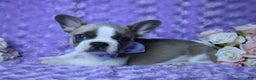 French Bulldog dogs for sale: French Bulldog Blue Piebald AKC, Health Tested Parents 4 - Ad 3