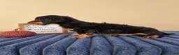 Miniature Dachshund dogs for sale: Link - Ad 4