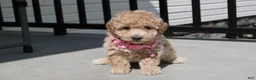 Bichpoo dogs for sale: Stella  - Ad 1