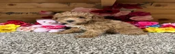 Toy Poodle dogs for sale: Toy Poodle 3 - Ad 3