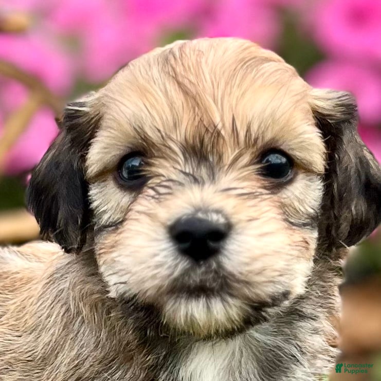 Havanese dogs Diamond❤️AKC Call today - Ad 2